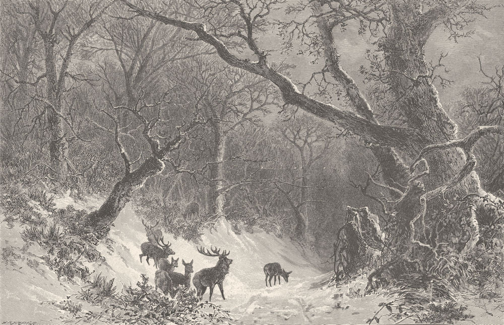 NORWAY. A Scandinavian Forest in Winter 1890 old antique vintage print picture